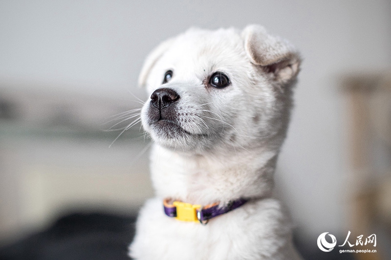 Tanja trifft … ?The Lost Puppies of Beijing“ Teil 2