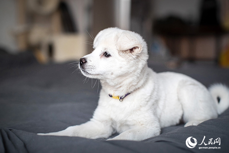 Tanja trifft … ?The Lost Puppies of Beijing“ Teil 2