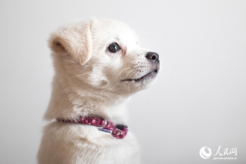 Tanja trifft … ?The Lost Puppies of Beijing“ Teil 2