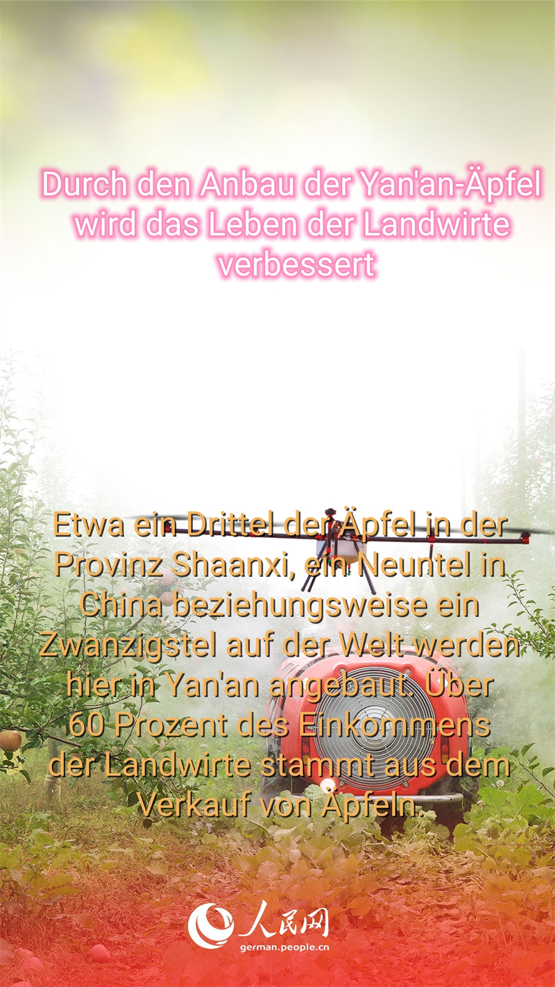 Warum sind die ?pfel aus Yan'an so beliebt?