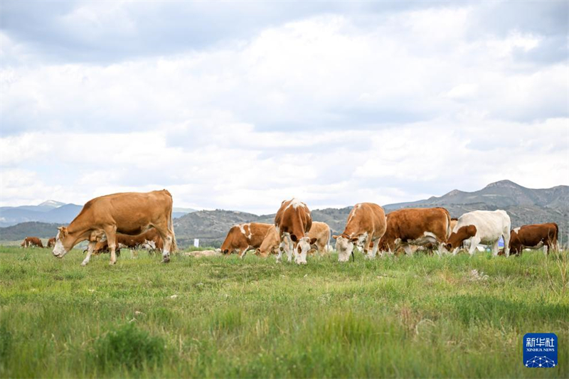 Hohhot: Chilechuan-Steppe zieht zahlreiche Touristen an