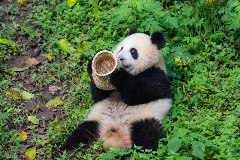 Riesenpanda Mang Cancan feiert in Chongqing seinen ersten Geburtstag