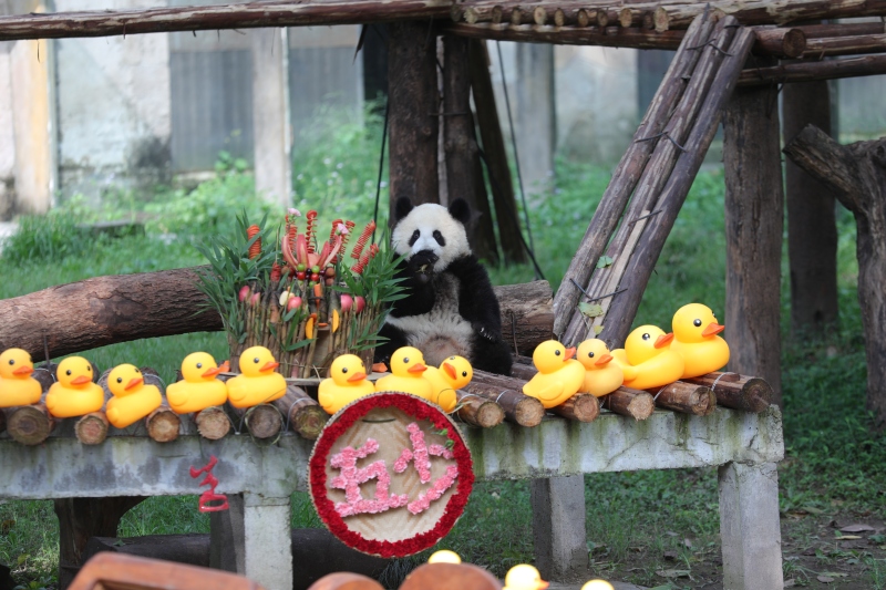 Riesenpanda Mang Cancan feiert in Chongqing seinen ersten Geburtstag