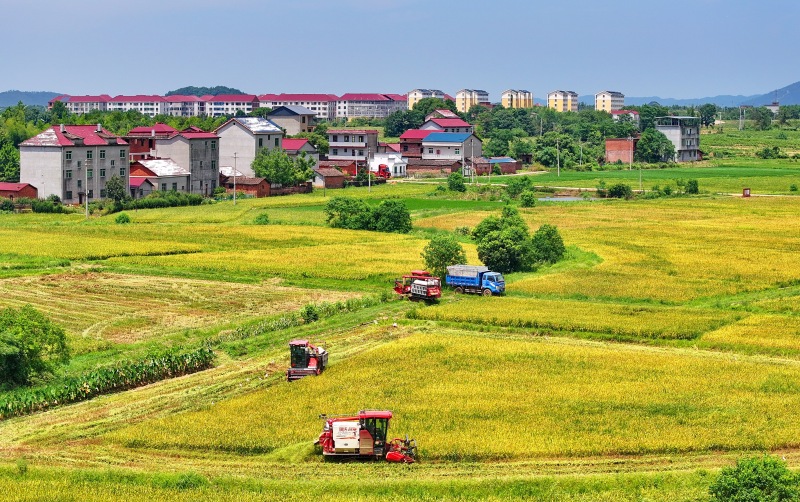 Erntebeginn für gro?fl?chigen Frühreis