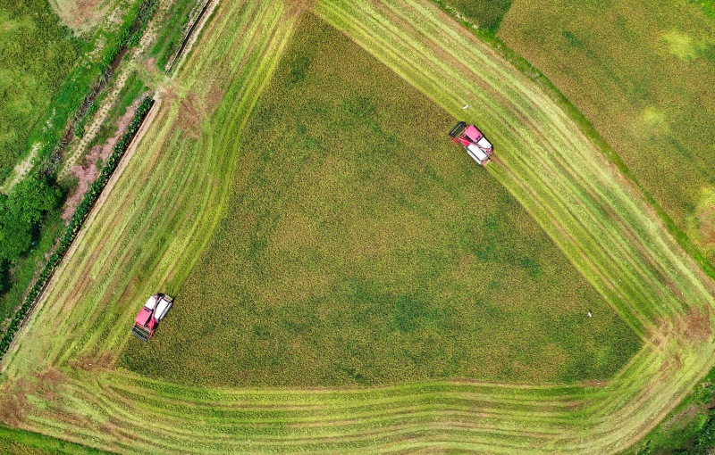 Erntebeginn für gro?fl?chigen Frühreis
