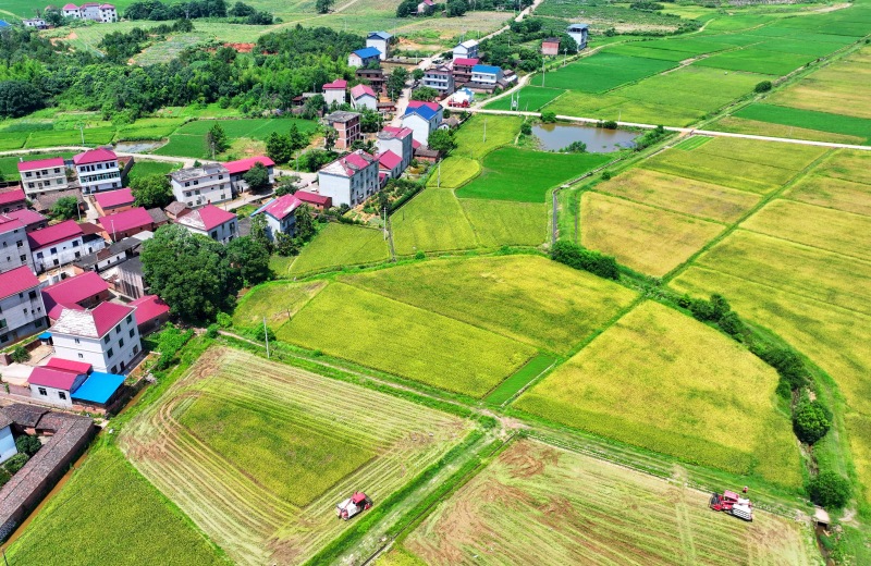 Erntebeginn für gro?fl?chigen Frühreis