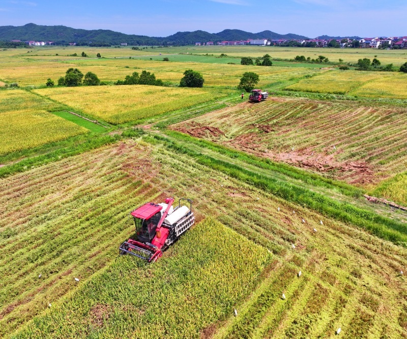 Erntebeginn für gro?fl?chigen Frühreis