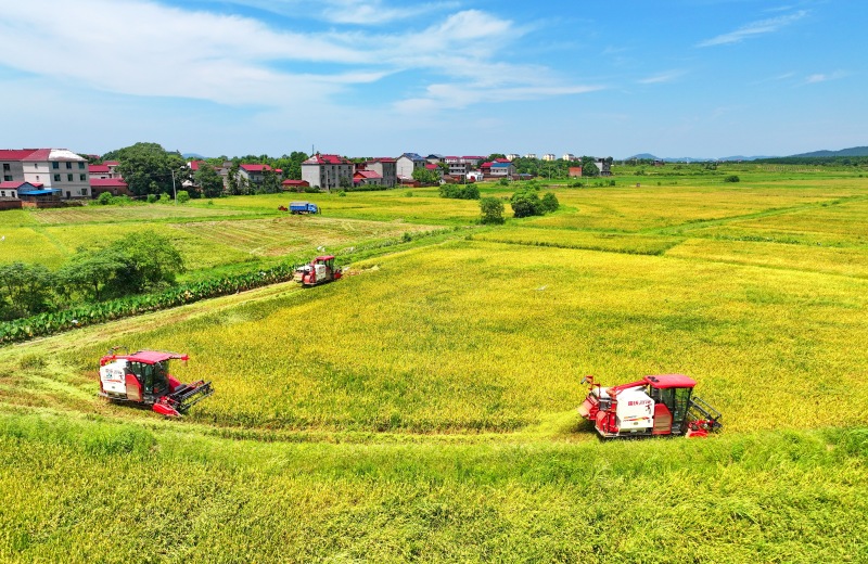 Erntebeginn für gro?fl?chigen Frühreis