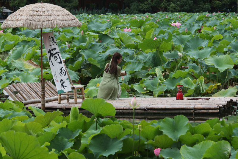 Kunming: 12. Lotusblumenausstellung im Cuihu-Park er?ffnet