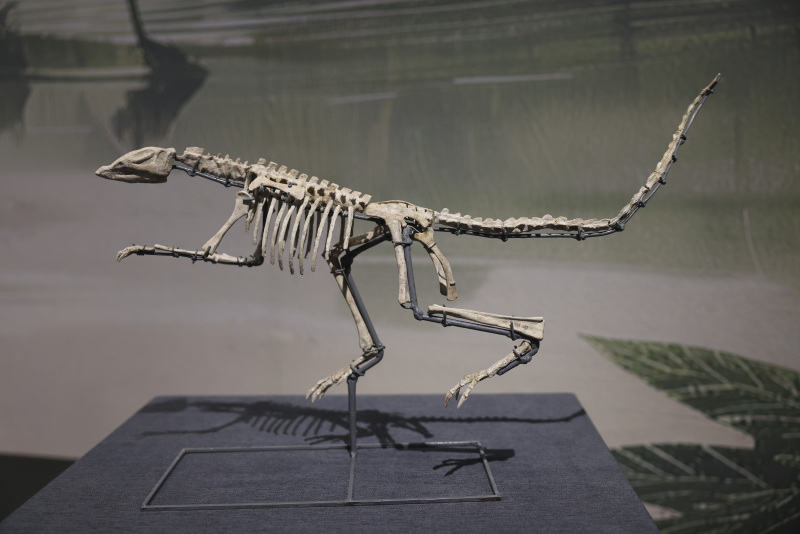 Ein Spaziergang durch den ?Jurassic Park“ - über 500 wertvolle Fossilien in Beijing ausgestellt