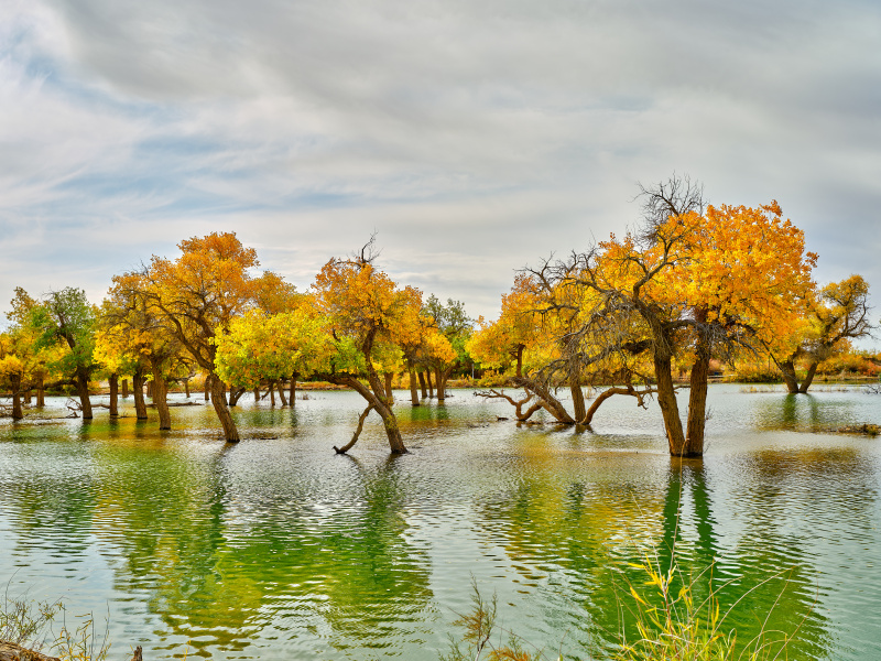 Wüstenpappeln tragen goldgelbes ?Herbstgewand“