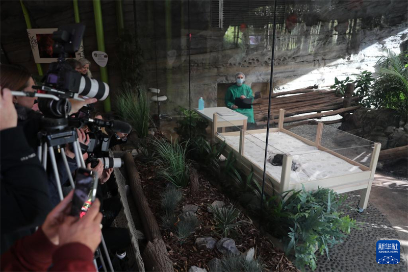 Deutschlands neue Panda-Zwillinge geben ihr Debüt