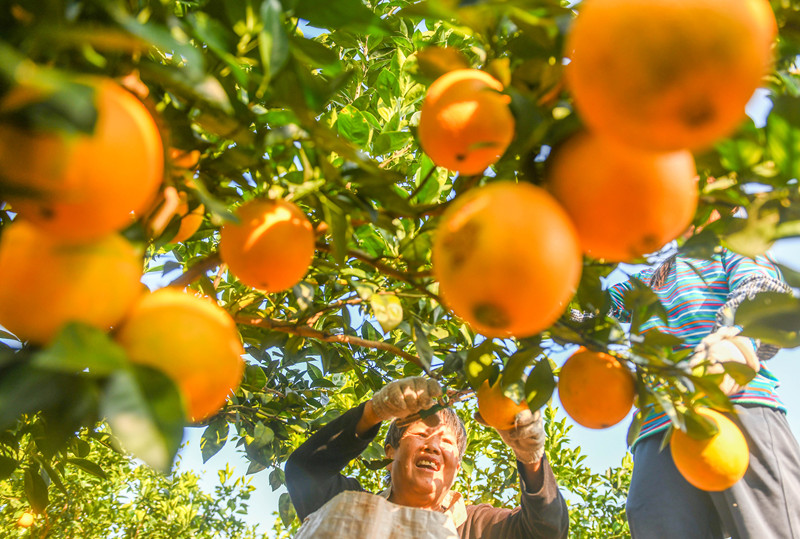 Goldener Weg zum Wohlstand
