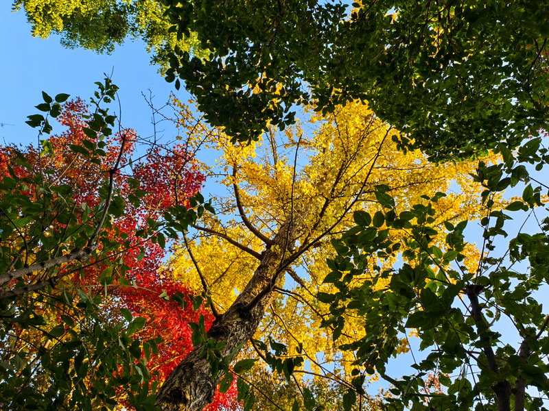 Shanghai: Ein buntes ?Himmelsgem?lde“ im Winter