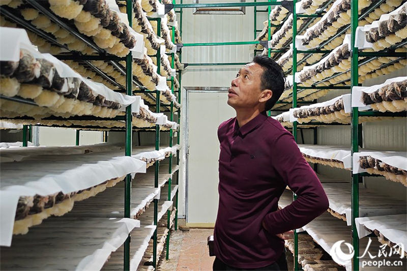 Chinas Pilzindustrie tr?gt zu nachhaltiger Landwirtschaft und Ern?hrungssicherheit bei