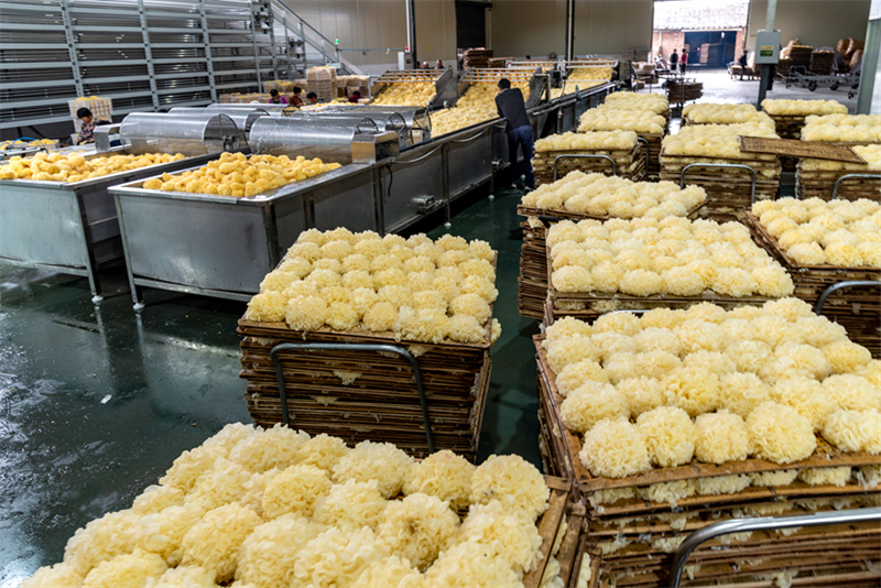 Chinas Pilzindustrie tr?gt zu nachhaltiger Landwirtschaft und Ern?hrungssicherheit bei