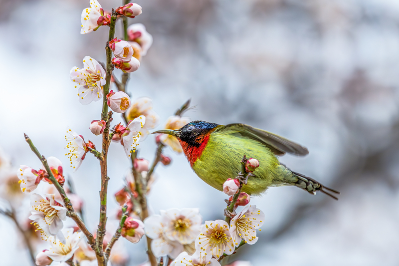 Chongqing: V?gel als quirlige Frühlingsboten