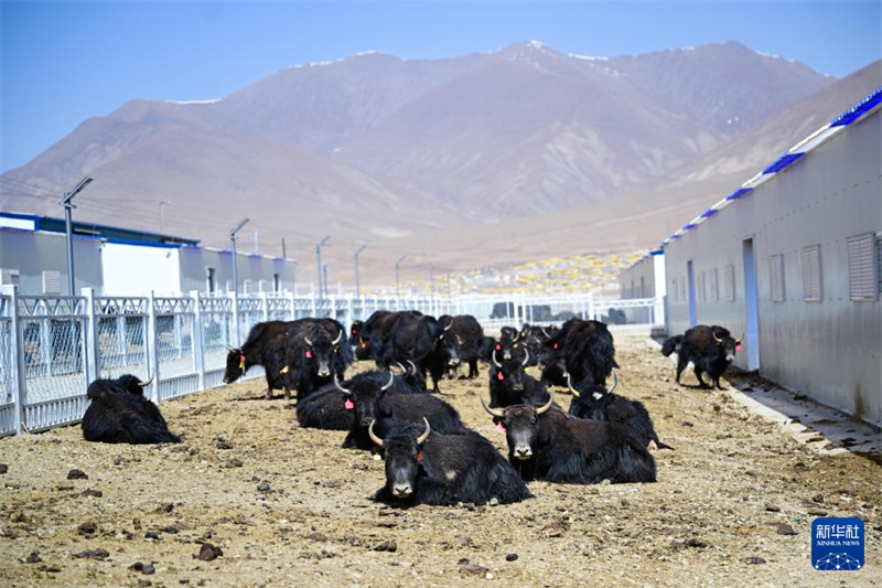 Intelligente Yak-Zucht beflügelt Aufschwung l?ndlicher Gebiete