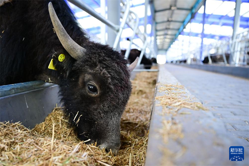 Intelligente Yak-Zucht beflügelt Aufschwung l?ndlicher Gebiete