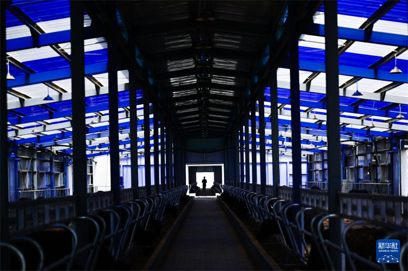 Intelligente Yak-Zucht beflügelt Aufschwung l?ndlicher Gebiete