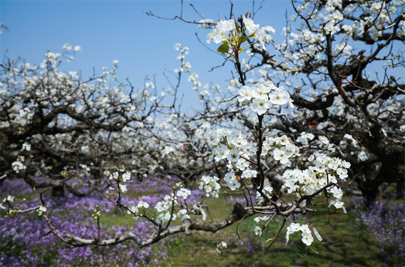 Dangshan in Anhui: Millionen von Birnenb?umen stehen in voller Blüte