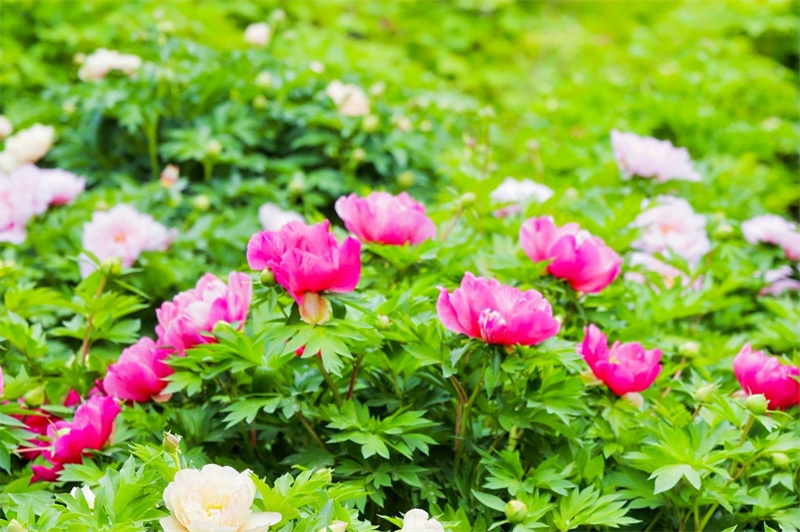 Journalisten des Jugend-Freundschaftsaustauschs besuchen im Rahmen der ?Belt and Road“-Initiative Luoyang