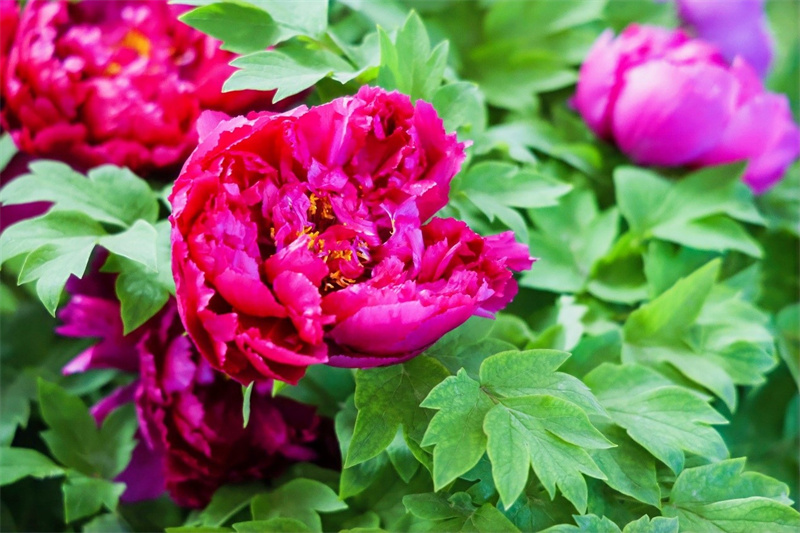 Journalisten des Jugend-Freundschaftsaustauschs besuchen im Rahmen der ?Belt and Road“-Initiative Luoyang