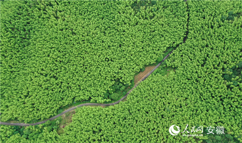 Die Verwandlung des Bambus