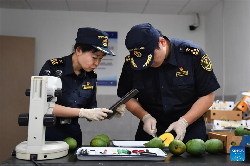 Erste Mango-Lieferung aus Bangladesch erreicht China