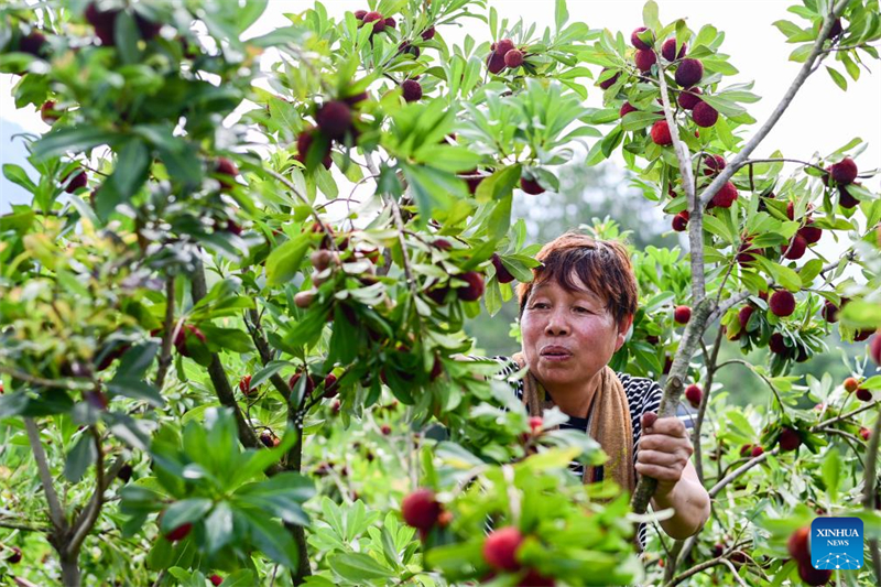 China exportiert frische Dongkui-Wachsbeeren nach Deutschland