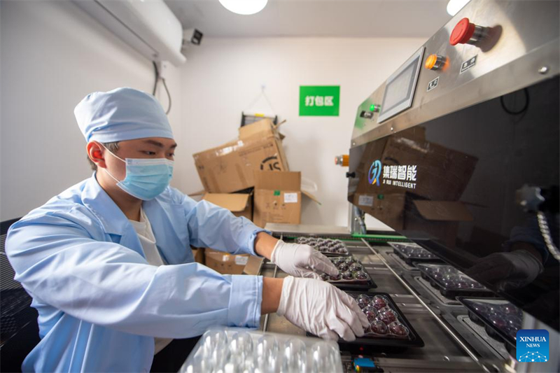 China exportiert frische Dongkui-Wachsbeeren nach Deutschland