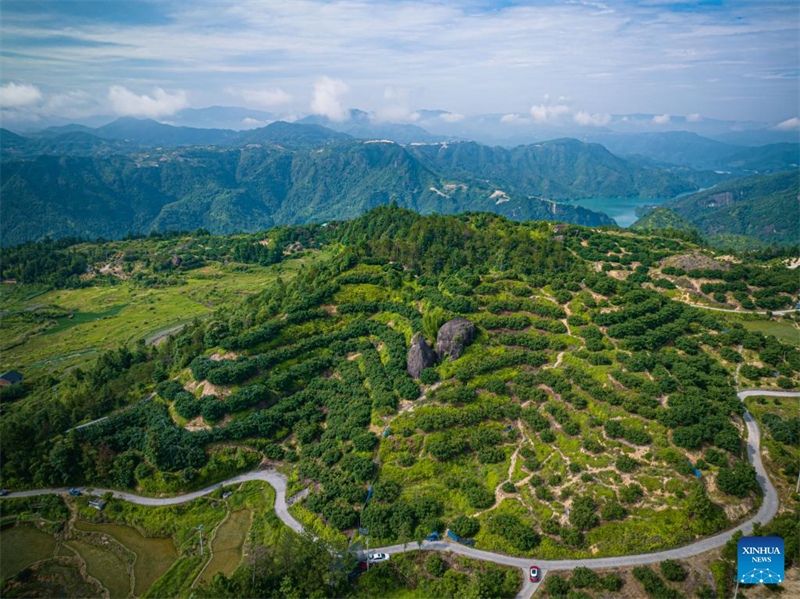 China exportiert frische Dongkui-Wachsbeeren nach Deutschland