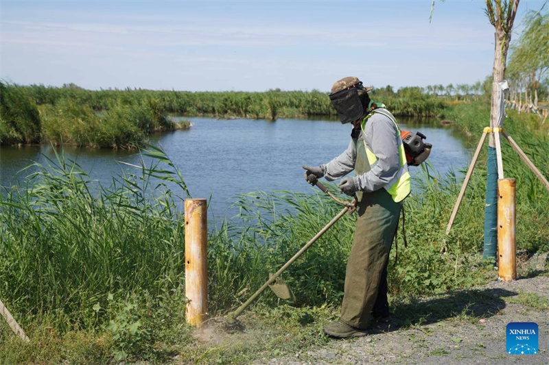 Feuchtgebiete im chinesischen Xinjiang dienen als wichtige ?kologische Rückzugsorte