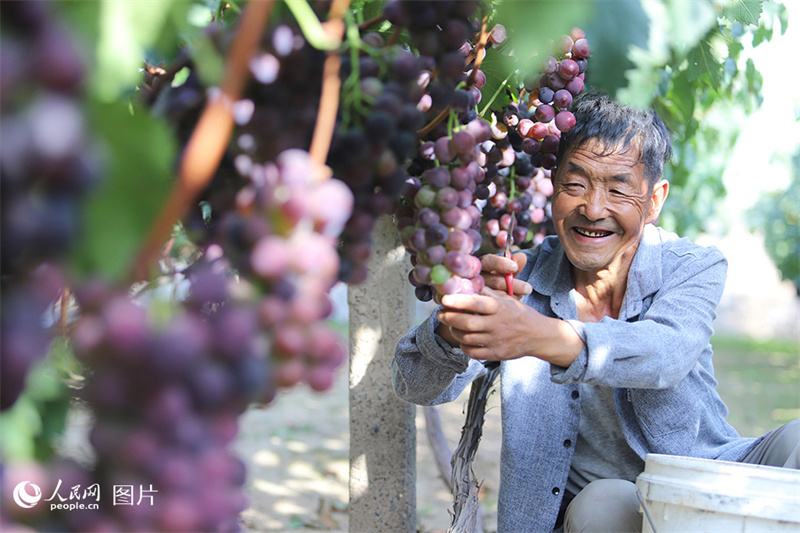 Erntezeit – was für eine Freude!