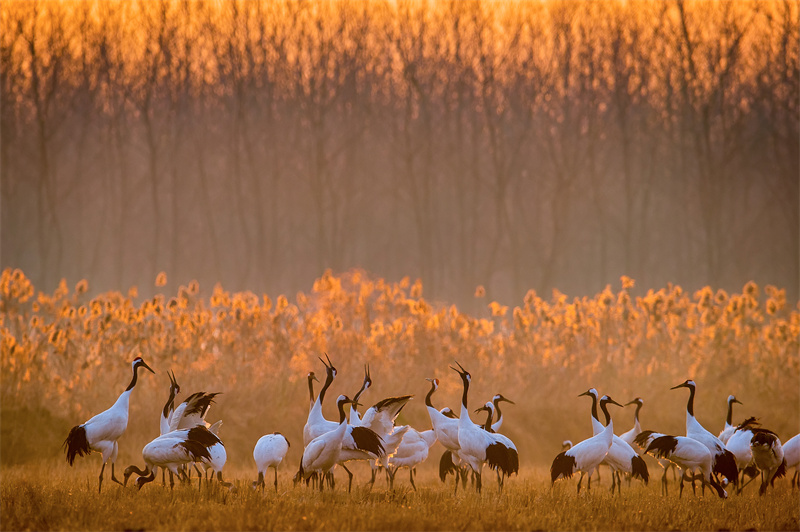 World Coastal Forum 2025 in Yancheng er?ffnet