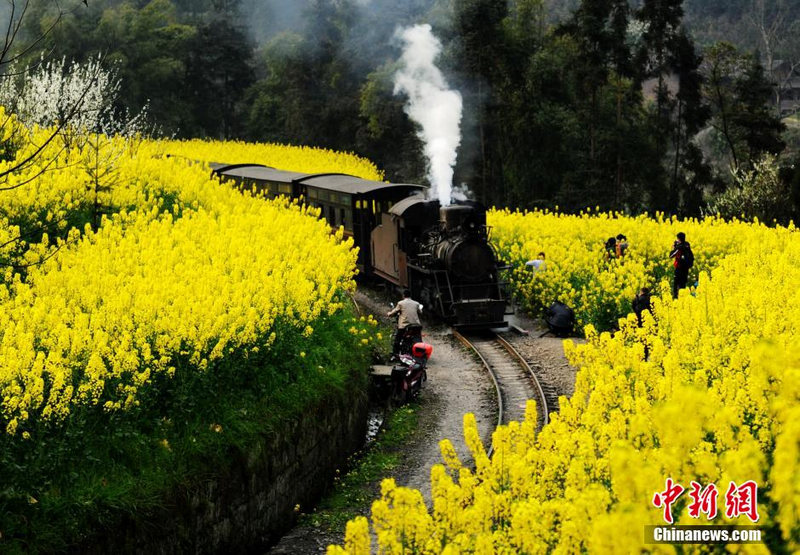 Rapsblüte in Sichuan
