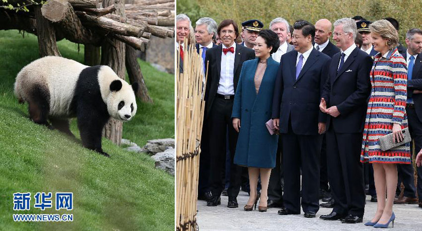 Pr?sident Xi besichtigt Pandas in Belgien