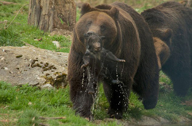 B?ren-Drama in der Schweiz