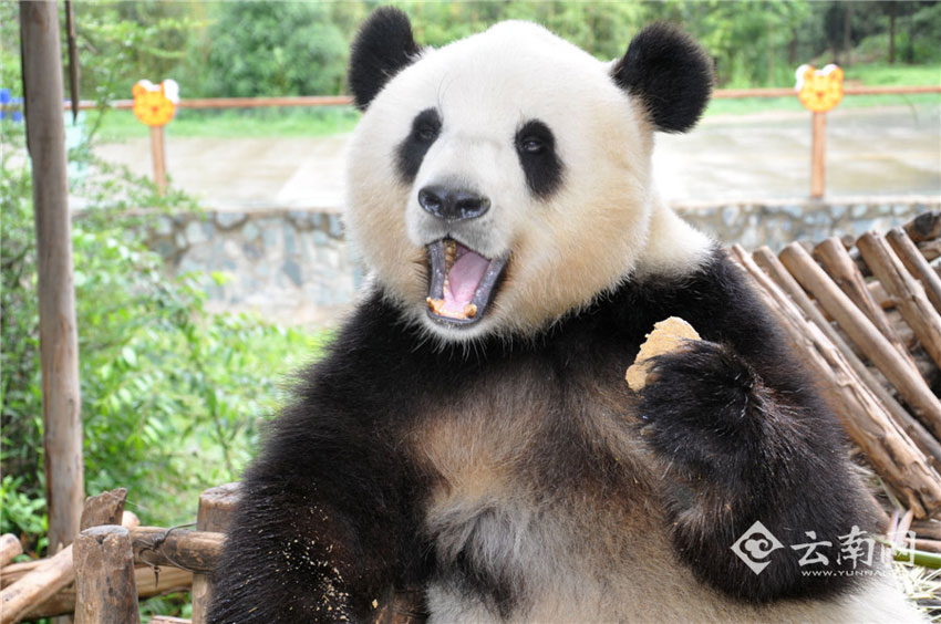 Deprimierter Panda strahlt wieder