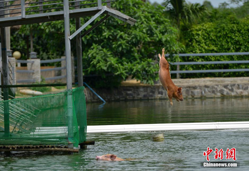 Schweinische Turmspringer auf Hainan