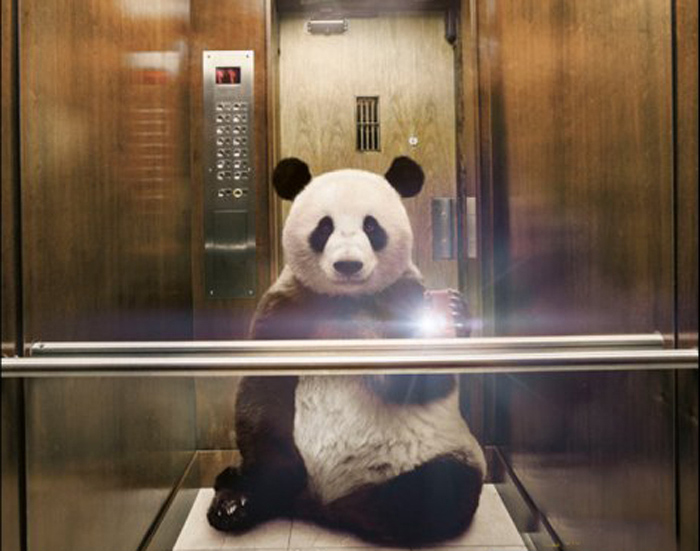 Auch Tiere im Selfie-Fieber